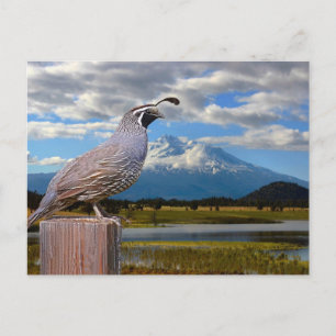 POSTAL CUAIL Y MT SHASTA