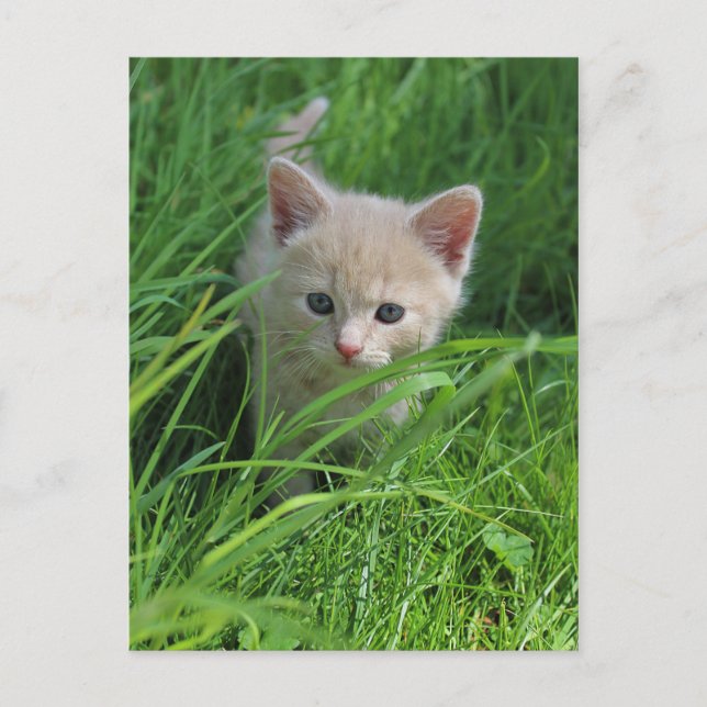 Postal Cualidad (Anverso)