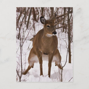 Postal Cuando la naturaleza llama