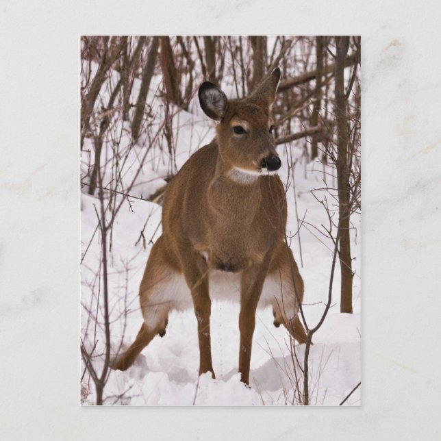 Postal Cuando la naturaleza llama (Anverso)