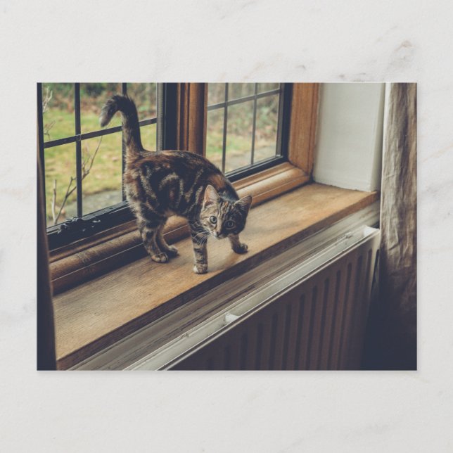 Postal ¿Cuánto cuesta ese Kitty en la ventana? (Anverso)