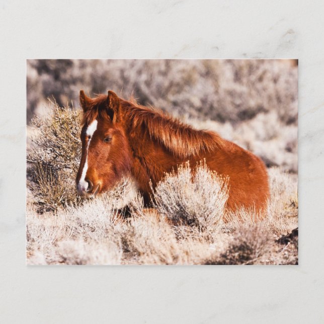 Postal Cuarenta Winks (Anverso)