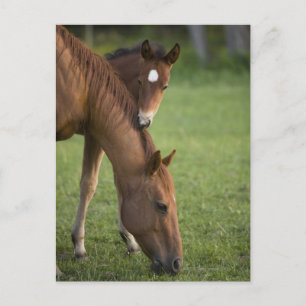 Postal Cuartel americano de yegua de caballo y colza en e