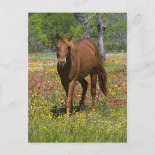 Postal Cuarto caballo en campo de flores silvestres