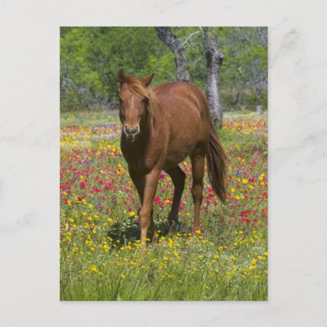 Postal Cuarto caballo en campo de flores silvestres (Anverso)