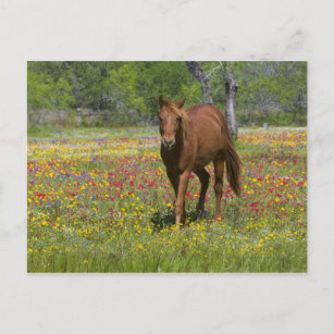 Postal Cuarto de caballo en el campo de las flores silves