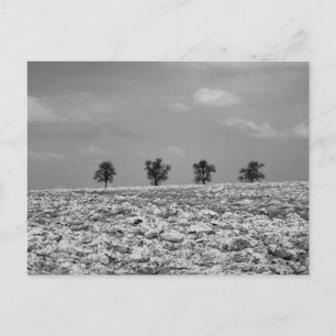 Postal Cuatro árboles, campo, campos / fotografía BW