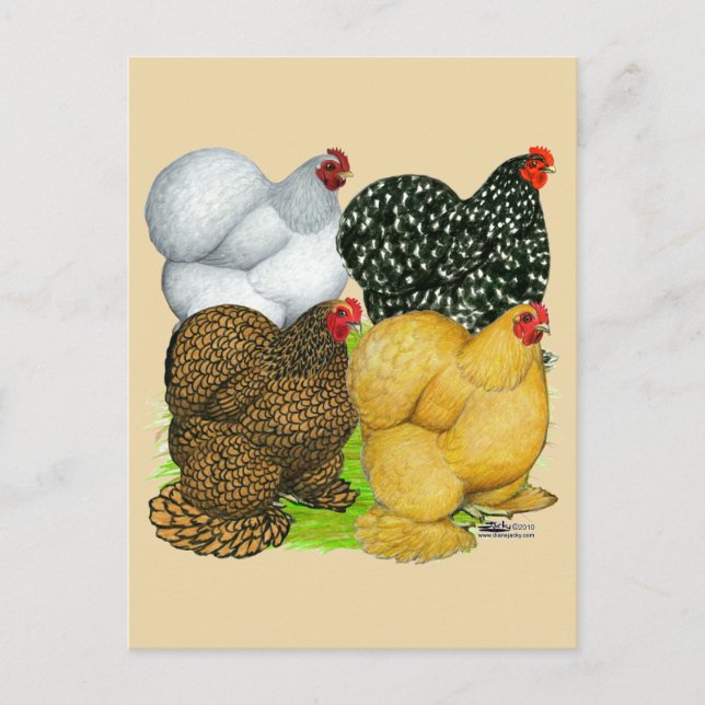 Postal Cuatro Cochin Hens (Anverso)