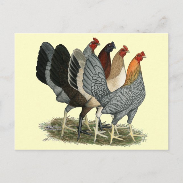Postal Cuatro gallinas gamefowl (Anverso)