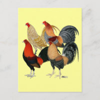 Cuatro gallos de pelea