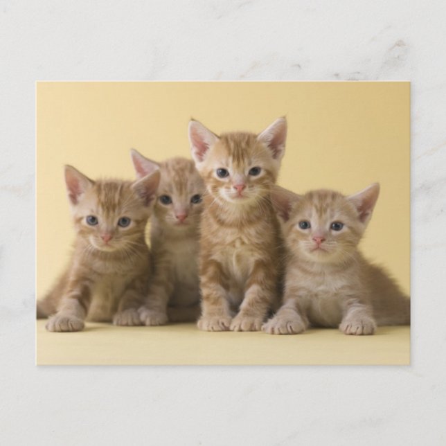 Postal Cuatro gatitos de Shorthair estadounidenses (Anverso)