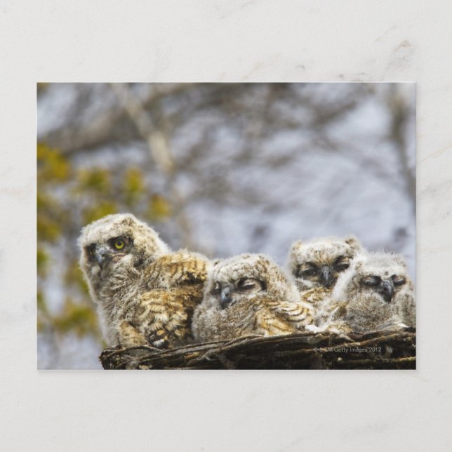 Postal Cuatro grandes lechones (Bubo Virginianus) (Anverso)