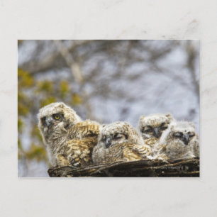 Postal Cuatro grandes lechones (Bubo Virginianus)
