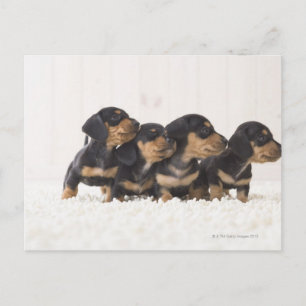 Postal Cuatro Mini Dachshund