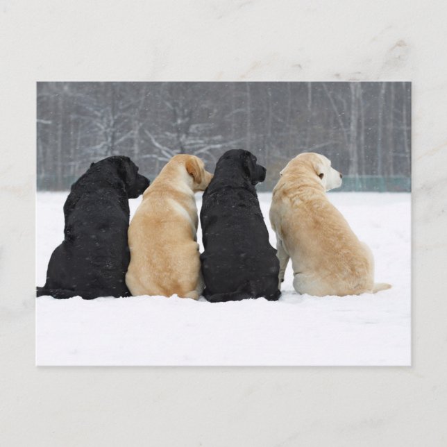 Postal Cuatro Perros De Labrador En Nieve (Anverso)