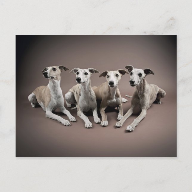 Postal Cuatro whippets (Anverso)