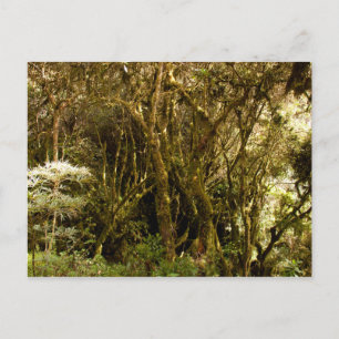 Postal Cubierta de mosquitos de selva tropical peruana