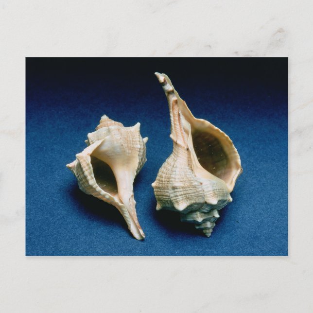 Postal Cubierta de Murex (Anverso)