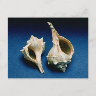 Postal Cubierta de Murex