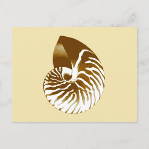 Postal Cubierta de Nautilus - marrón, blanco y beige