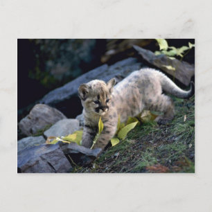 Postal Cubo de 6 semanas de edad de Cougar