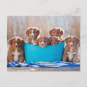 Postal Cubo De Cachorros En La Playa