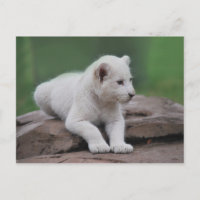 Cubo de león blanco para bebés 2