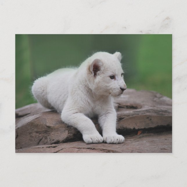 Postal Cubo de león blanco para bebés 2 (Anverso)