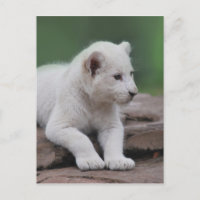 Cubo de león blanco para bebés 2