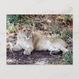 Postal Cubo de león descansando en el Serengeti