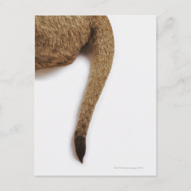 Postal Cubo de león (Panthera leo) contra blanco (Anverso)