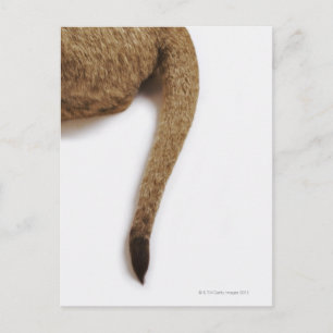 Postal Cubo de león (Panthera leo) contra blanco