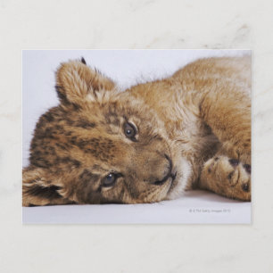 Postal Cubo de león (Panthera leo) tendido en un lado, ce