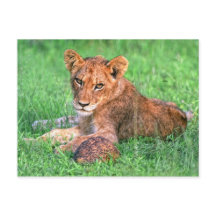 Cubo de león y tortuga