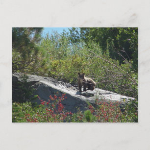 Postal Cubo de oso de Sierra