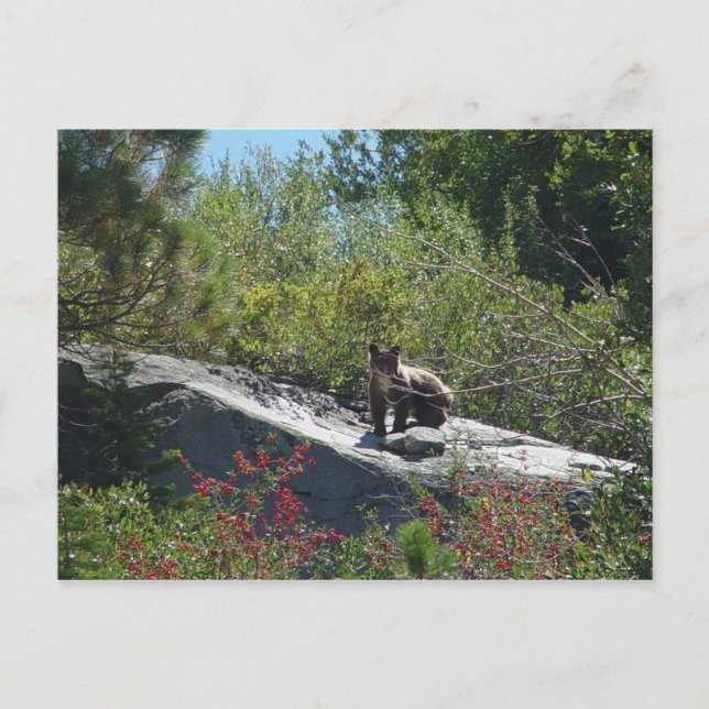 Postal Cubo de oso de Sierra (Anverso)