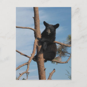Postal Cubo De Oso En Un Árbol