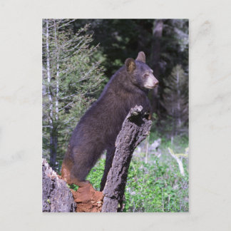 Postal Cubo de oso negro
