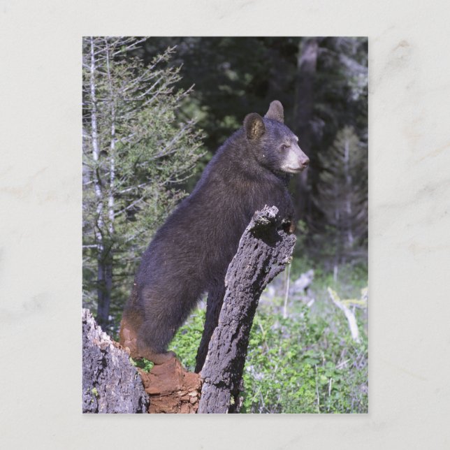Postal Cubo de oso negro (Anverso)