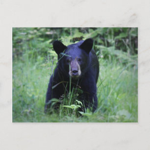 Postal Cubo De Oso Negro Corriendo En Grasa Verde