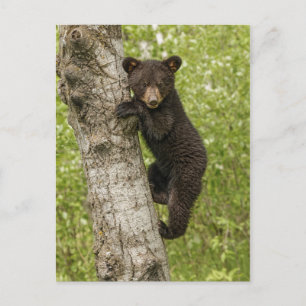 Postal Cubo de oso negro en árbol