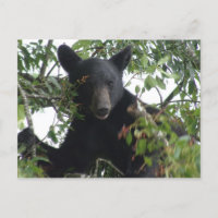 Cubo de oso negro en un árbol