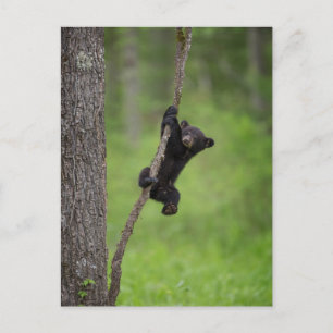 Postal Cubo de oso negro jugando en la extremidad del árb