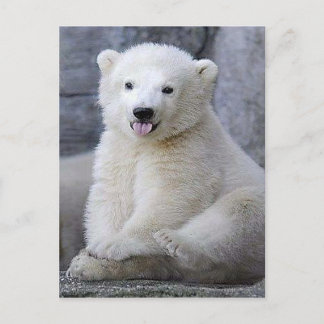 Postal Cubo de oso polar