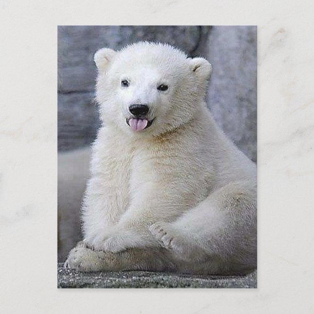Postal Cubo de oso polar (Anverso)
