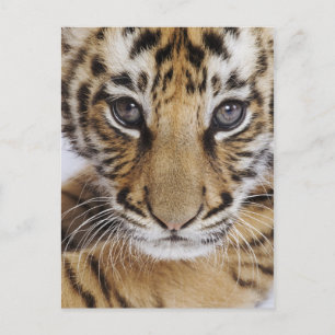 Postal Cubo de tigre