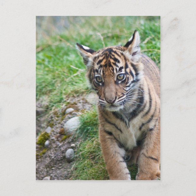 Postal Cubo de tigre (Anverso)