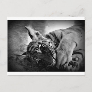 Postal Cubo de tigre