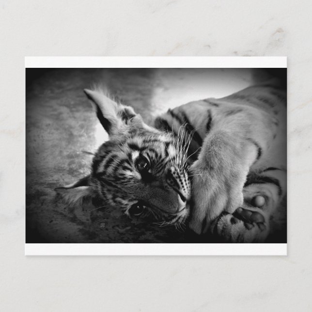 Postal Cubo de tigre (Anverso)