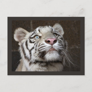 Postal Cubo de tigre blanco